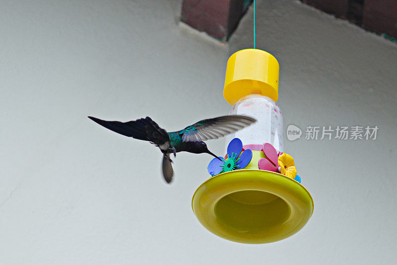 蜂鸟，燕尾蜂鸟(Eupetomena macoura)，水平盘旋接近挂在屋檐上的喂鸟器啜饮花蜜。
